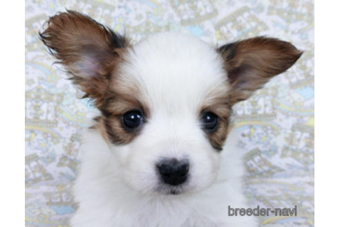 成約済の千葉県のパピヨン-169929の1枚目