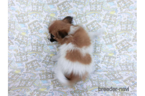 成約済の千葉県のパピヨン-166631の4枚目