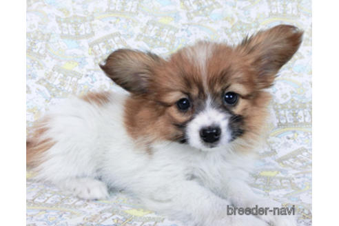 成約済の千葉県のパピヨン-166631の2枚目