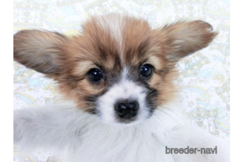 成約済の千葉県のパピヨン-166631