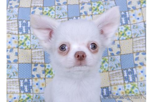 成約済の千葉県のチワワ(ロングコート)-162595の1枚目