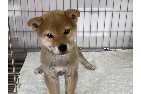 成約済の岡山県の柴犬-164463の5枚目