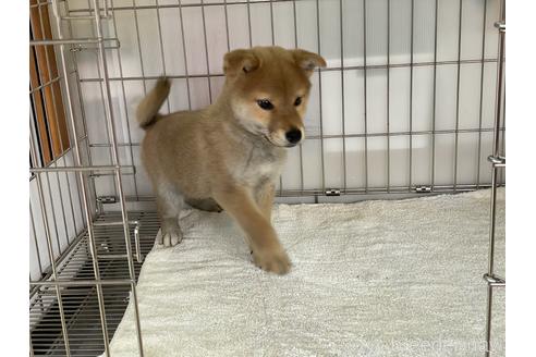 成約済の岡山県の柴犬-164463の4枚目