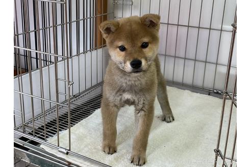 成約済の岡山県の柴犬-164463の1枚目