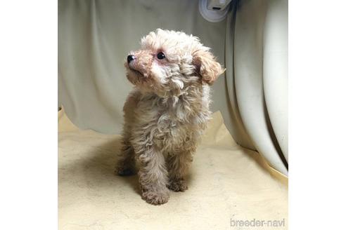 成約済の茨城県のミックス犬-163527の15枚目