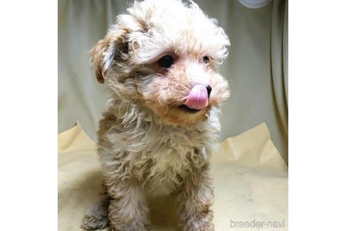 成約済の茨城県のミックス犬-163527の14枚目