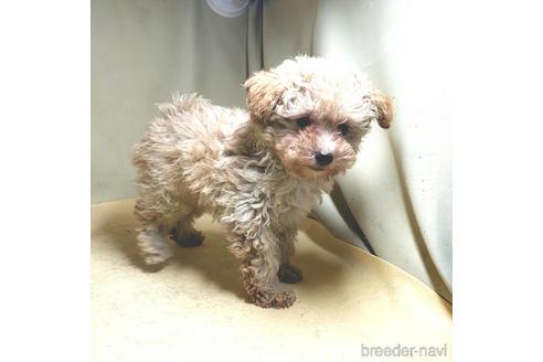 成約済の茨城県のミックス犬-163527の13枚目