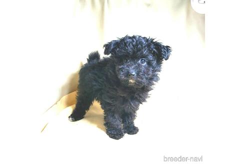 成約済の茨城県のミックス犬-163525の15枚目