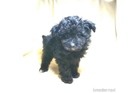 成約済の茨城県のミックス犬-163525の13枚目