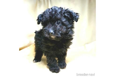 成約済の茨城県のミックス犬-163525の12枚目