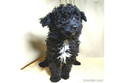 成約済の茨城県のミックス犬-163524の16枚目