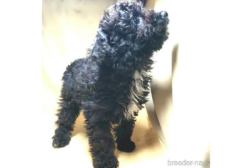 成約済の茨城県のミックス犬-163524の15枚目