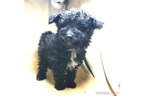 成約済の茨城県のミックス犬-163524の14枚目