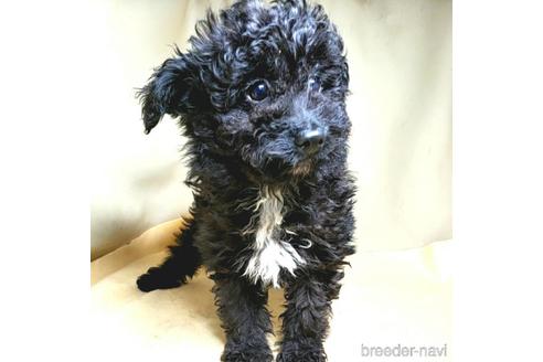 成約済の茨城県のミックス犬-163524の12枚目