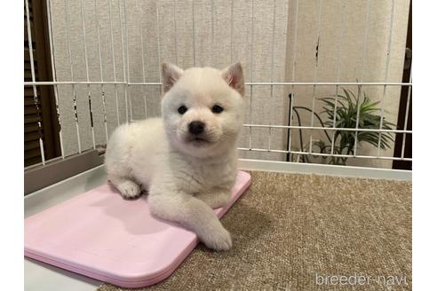 成約済の兵庫県の豆柴-170018の4枚目