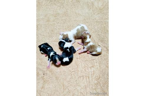 成約済の埼玉県のキャバリアキングチャールズスパニエル-170039の2枚目