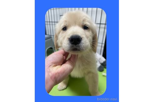 成約済の京都府のゴールデンレトリーバー-167367の1枚目
