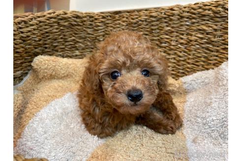 成約済の東京都のタイニープードル-169277の1枚目