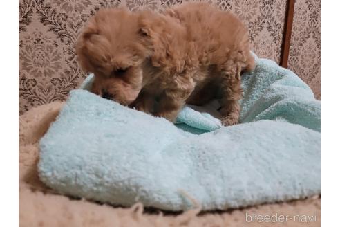 成約済の千葉県のトイプードル-166388の3枚目