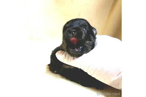 成約済の茨城県のポメラニアン-170074の3枚目