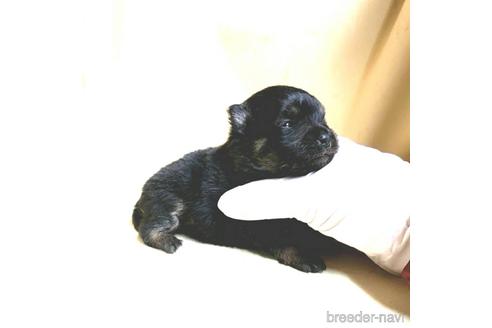 成約済の茨城県のポメラニアン-170074の4枚目