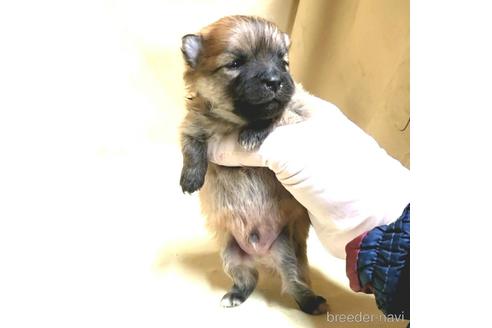成約済の茨城県のポメラニアン-170076の14枚目