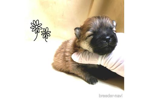 成約済の茨城県のポメラニアン-170076の15枚目