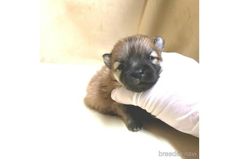 成約済の茨城県のポメラニアン-170076の12枚目