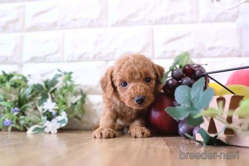 成約済の滋賀県のトイプードル-169979の1枚目