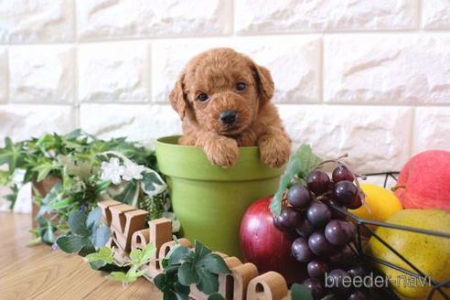 成約済の滋賀県のトイプードル-169979の5枚目