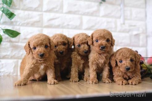 成約済の滋賀県のトイプードル-169979の4枚目