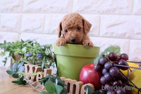 成約済の滋賀県のトイプードル-169980の1枚目
