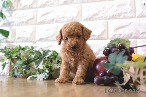 成約済の滋賀県のトイプードル-169980の5枚目