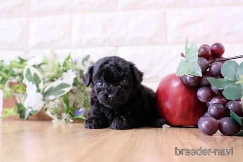 成約済の滋賀県のトイプードル-169989の1枚目