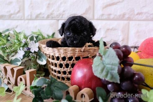 成約済の滋賀県のトイプードル-169989の5枚目
