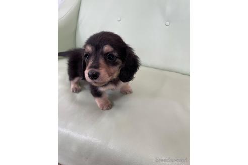 成約済の福岡県のカニンヘンダックスフンド(ロングヘアード)-170110の1枚目