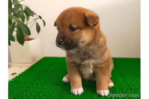 成約済の広島県の柴犬-168114の3枚目