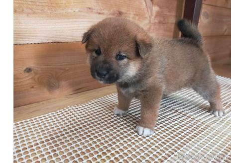 成約済の広島県の柴犬-168114の5枚目