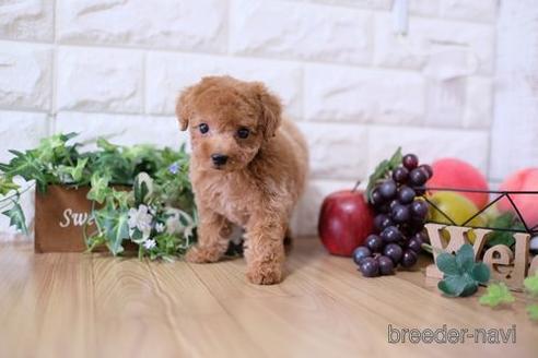 成約済の滋賀県のトイプードル-168283の1枚目