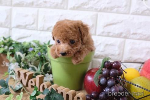 成約済の滋賀県のトイプードル-168283の6枚目