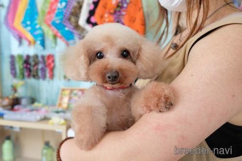 成約済の滋賀県のトイプードル-168283の4枚目