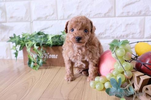 成約済の滋賀県のトイプードル-168283の3枚目