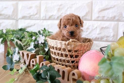 成約済の滋賀県のトイプードル-168283の2枚目