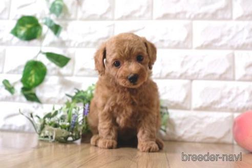 成約済の滋賀県のトイプードル-168284の1枚目