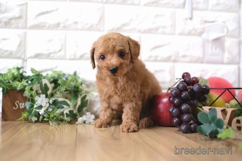 成約済の滋賀県のトイプードル-168284の7枚目