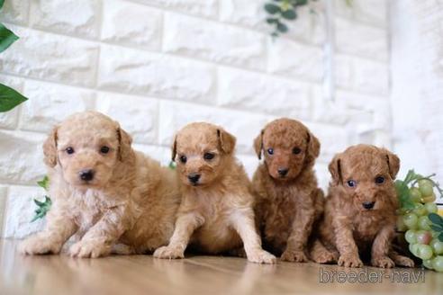 成約済の滋賀県のトイプードル-168284の4枚目