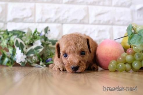 成約済の滋賀県のトイプードル-168284の3枚目