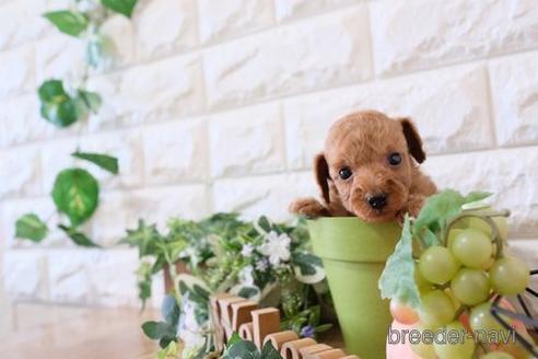 成約済の滋賀県のトイプードル-168284の2枚目