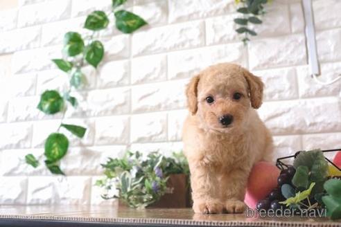 成約済の滋賀県のトイプードル-168287の1枚目