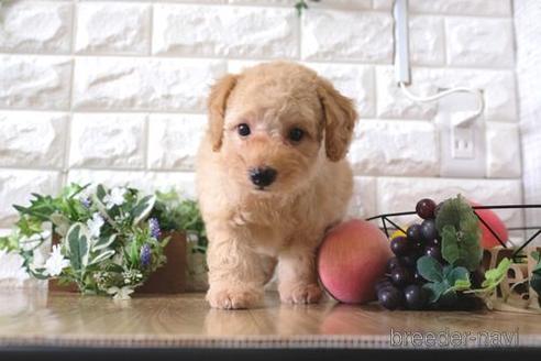 成約済の滋賀県のトイプードル-168287の7枚目